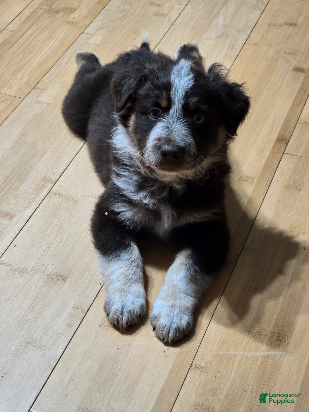 Miniature Australian Shepherd dogs for sale: Miniature Australian Shepherd 1 - Ad 1