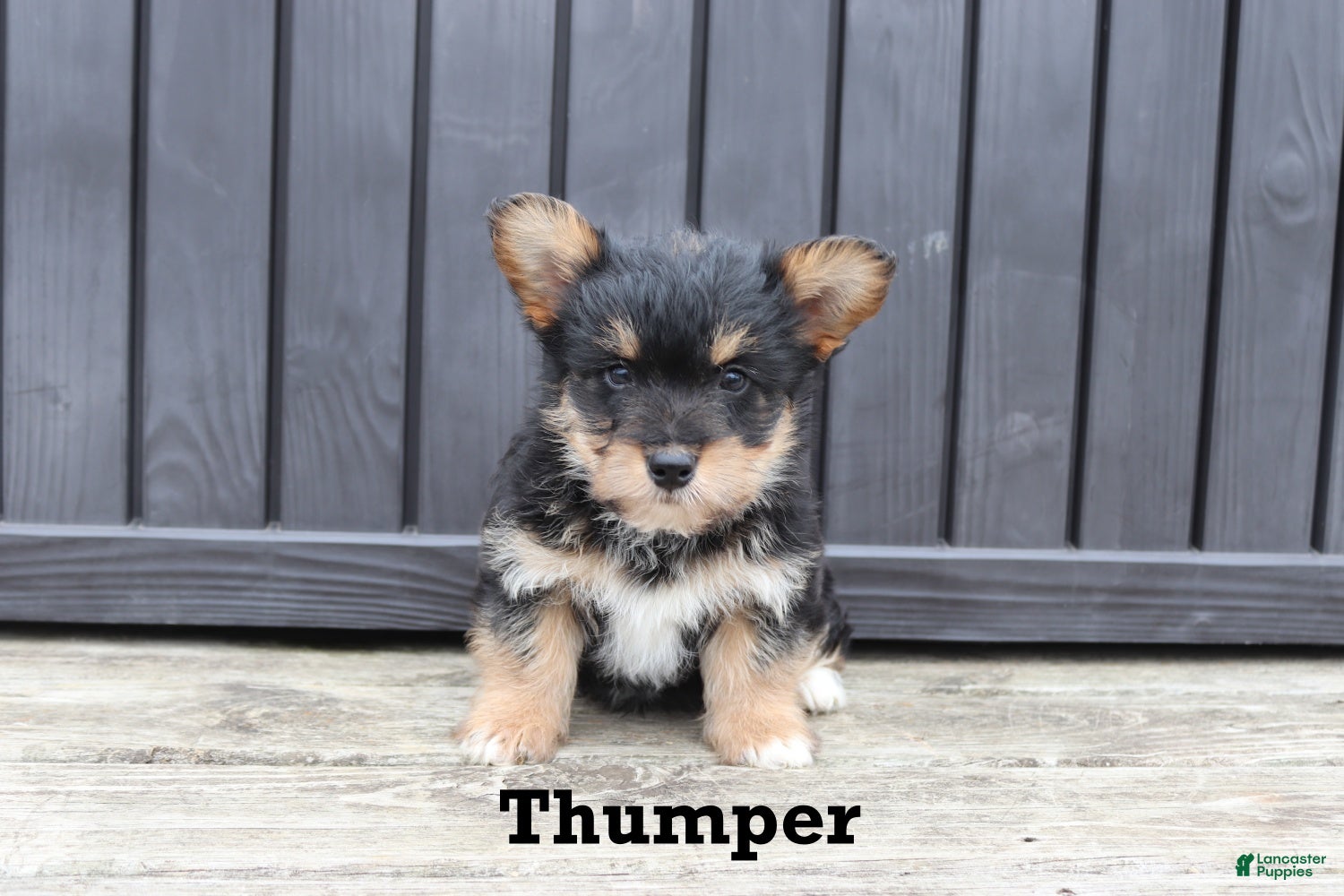 Corgipoo dogs Thumper - Ad 1