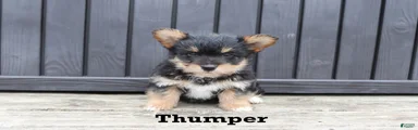 Thumper
