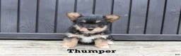 Corgipoo dogs for sale: Thumper - Ad 1