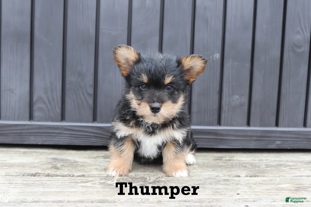 Corgipoo dogs for sale: Thumper - Ad 1