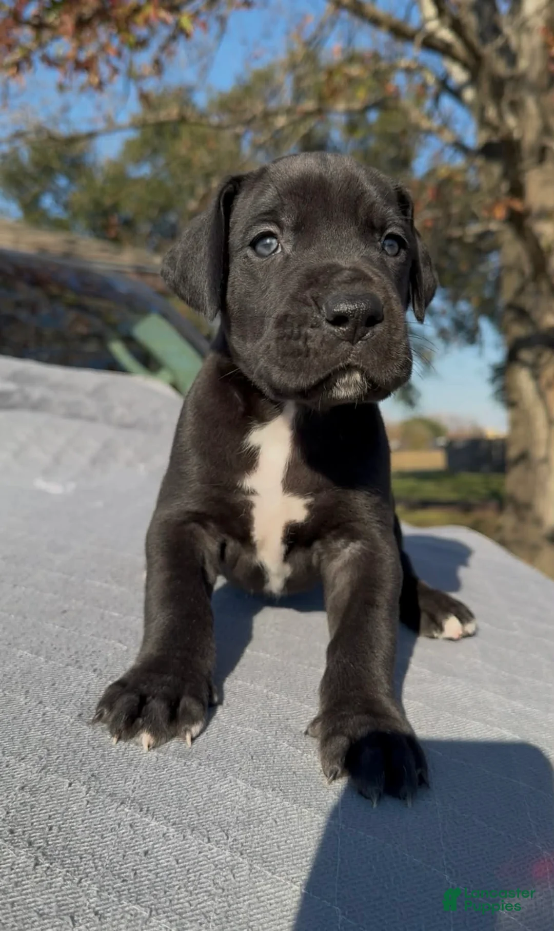 Great Dane dogs for sale: Darth Vader - Ad 1
