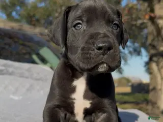 Great Dane dogs Darth Vader - Ad 13