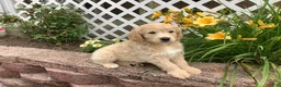 Mini Goldendoodle dogs for sale: Daisy - Ad 2