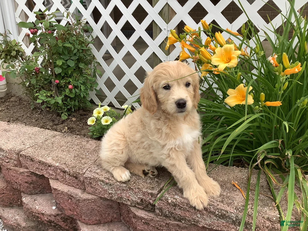 Mini Goldendoodle dogs for sale: Daisy - Ad 2