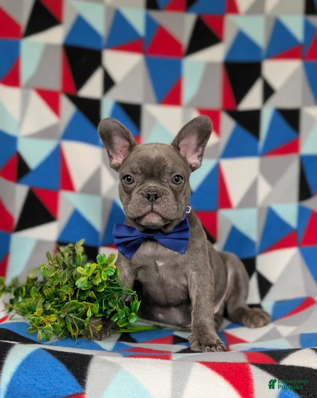 French Bulldog dogs for sale: Duffy - Ad 2