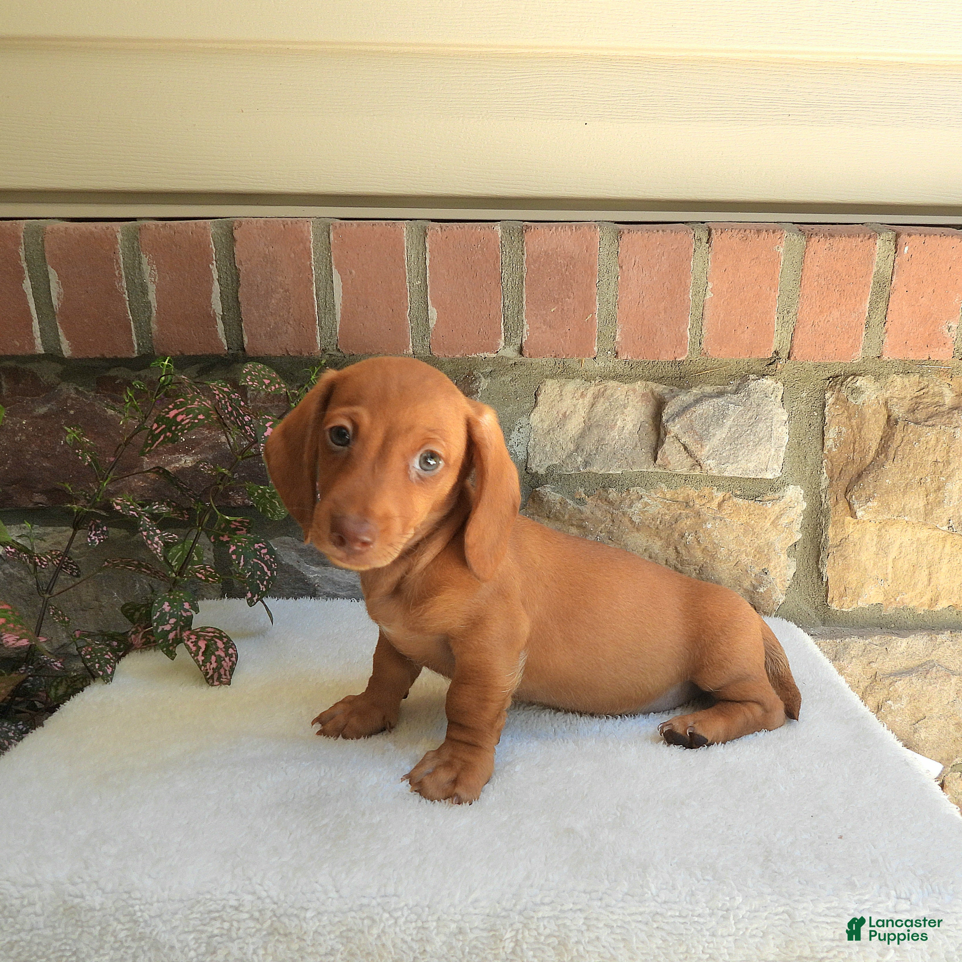 Miniature Dachshund dogs for sale: Topper  - Ad 4