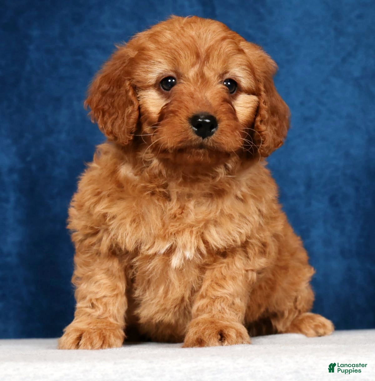 Mini Goldendoodle dogs Skye - Ad 1