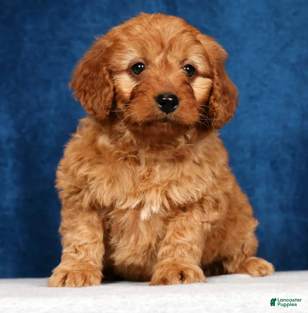 Mini Goldendoodle dogs for sale: Skye - Ad 1