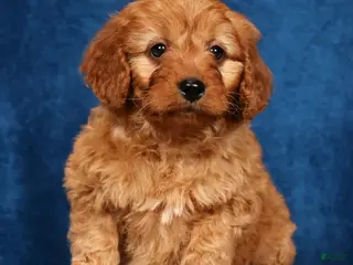 Mini Goldendoodle dogs for sale: Skye - Ad 1