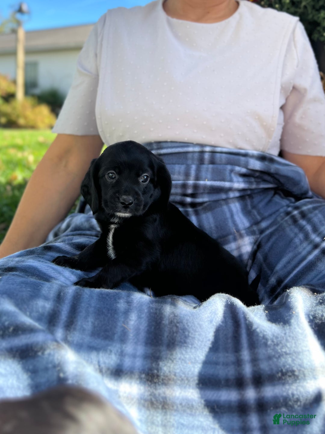 Mixed Breed dogs for sale: Lucy  - Ad 1