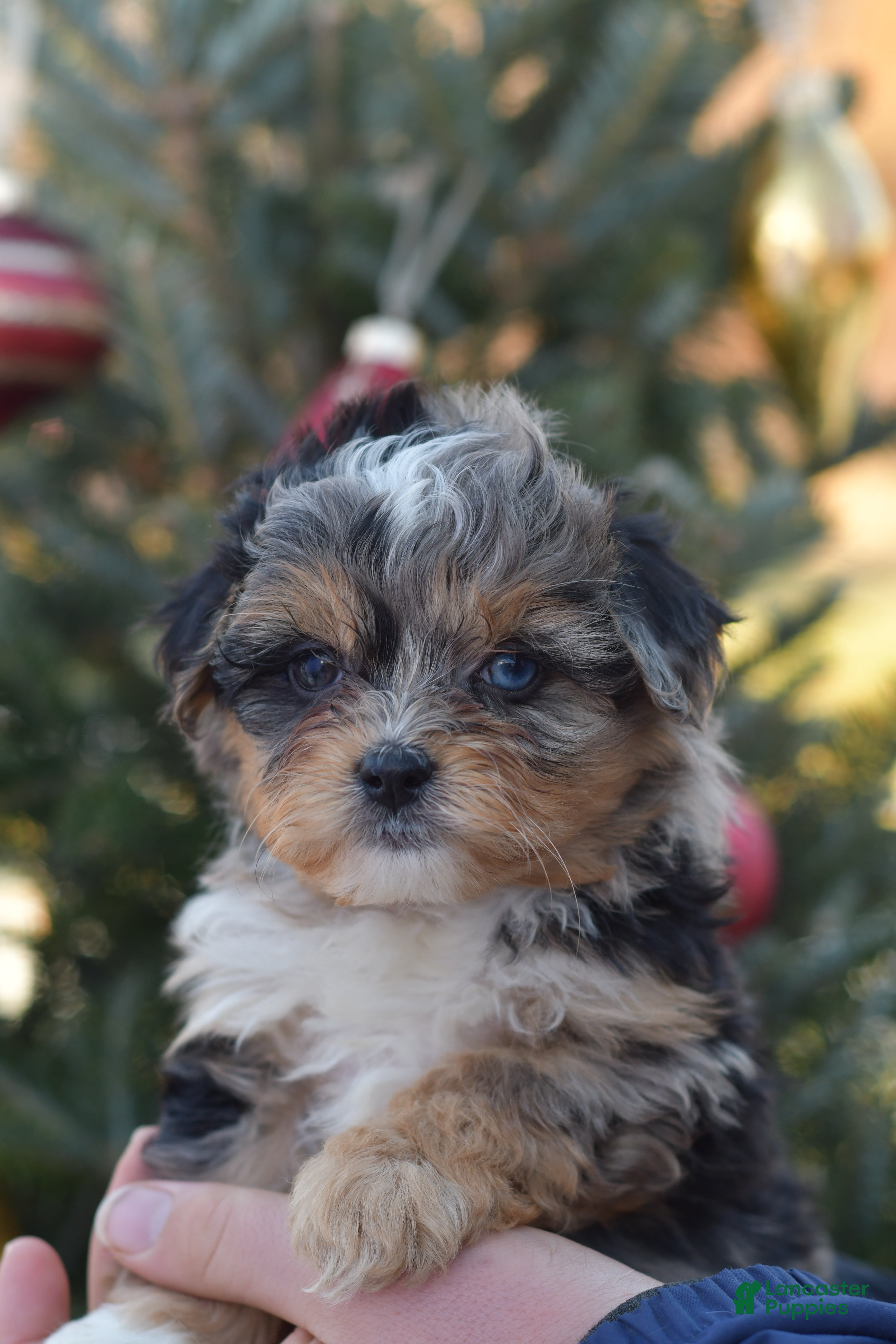 Mini Aussiedoodle dogs Jackson - Ad 11