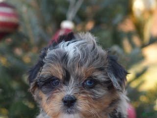 Mini Aussiedoodle dogs Jackson - Ad 16