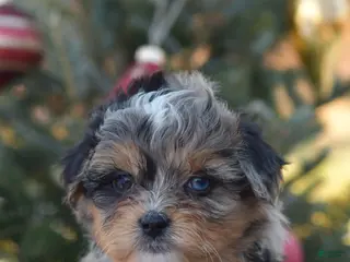 Mini Aussiedoodle dogs Jackson - Ad 27