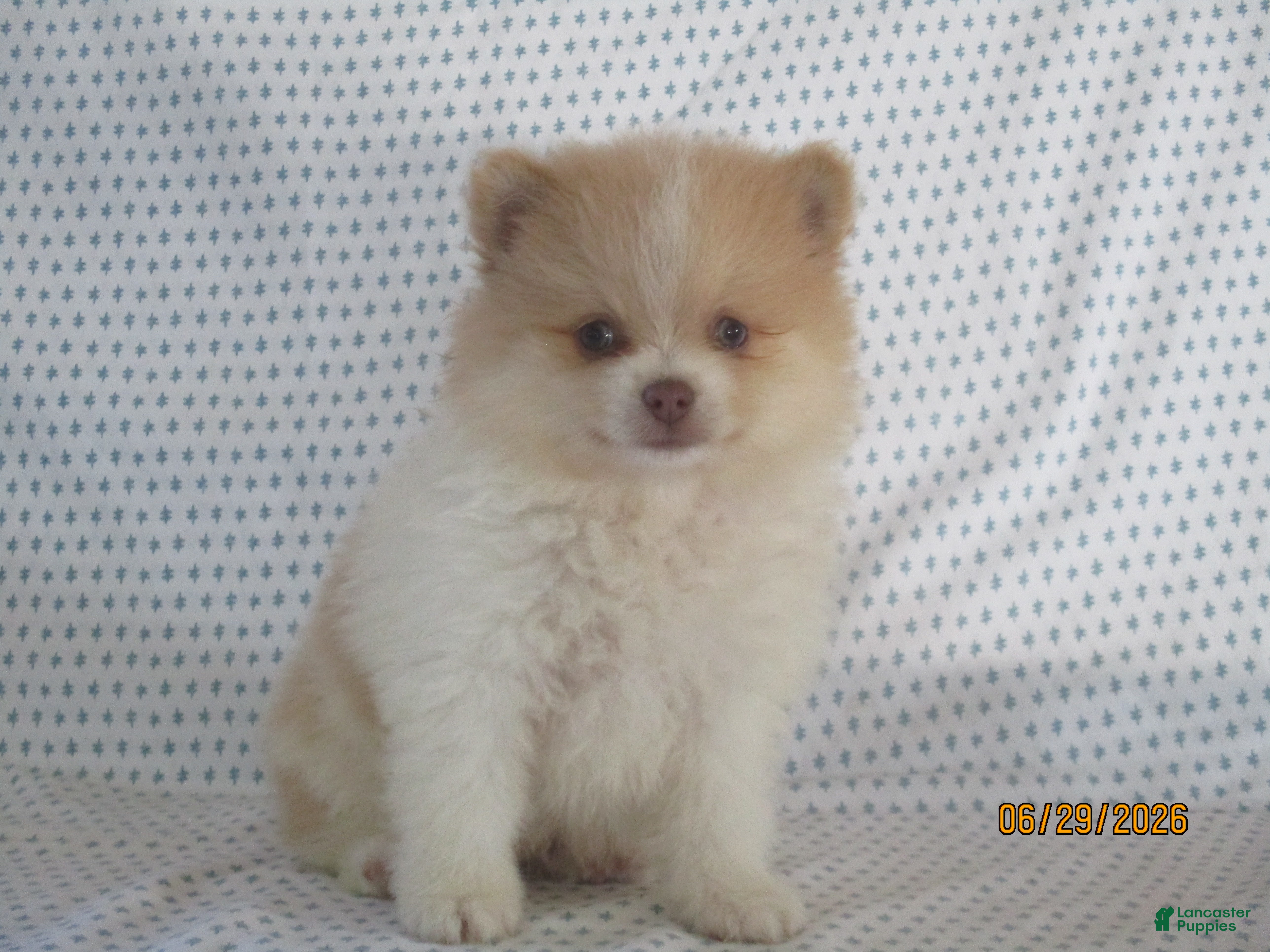 Pomeranian dogs Karla - Ad 1