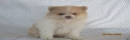 Pomeranian dogs for sale: Karla - Ad 1