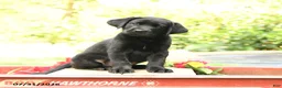Labrador Retriever dogs for sale: Barkley - Ad 1