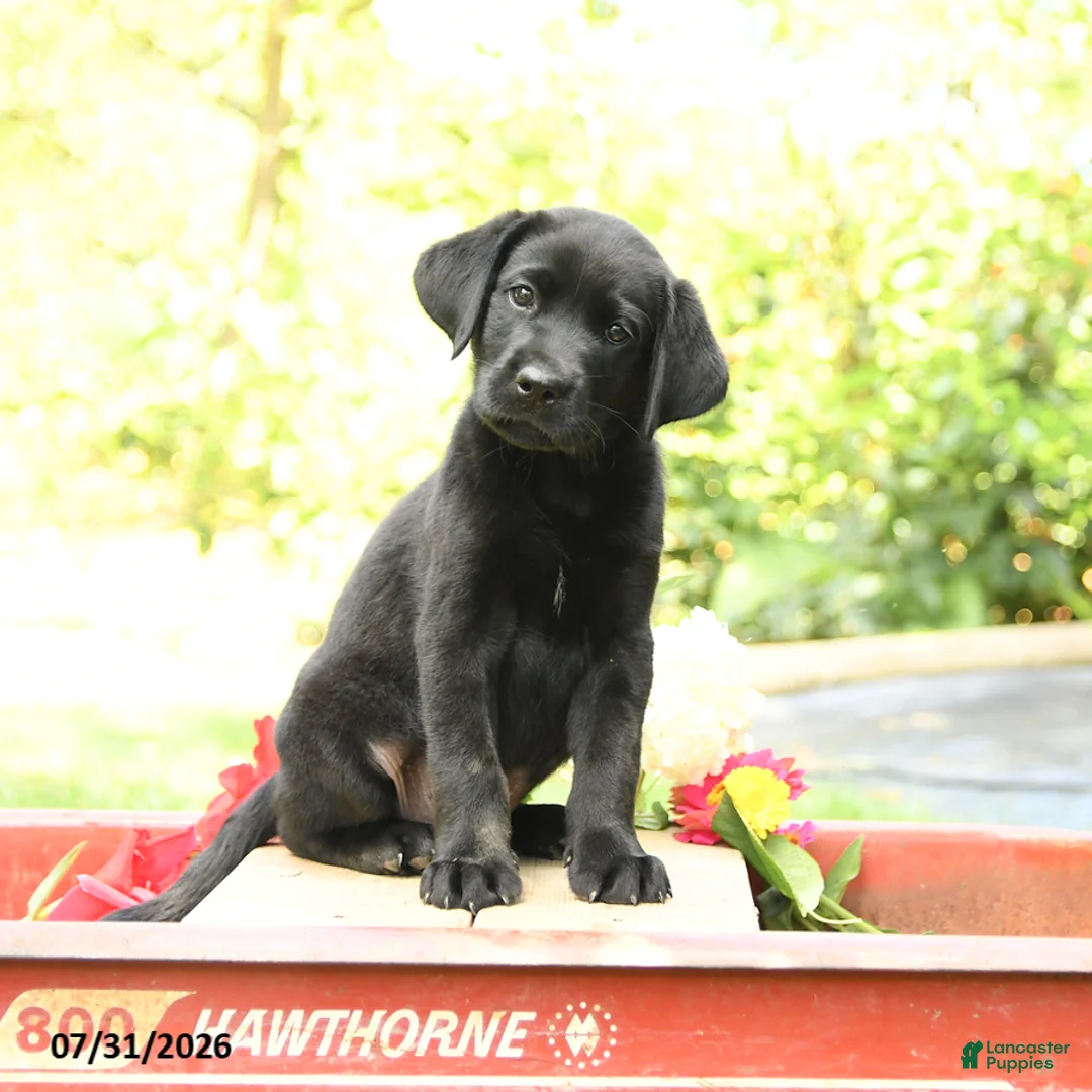 Labrador Retriever dogs for sale: Barkley - Ad 1
