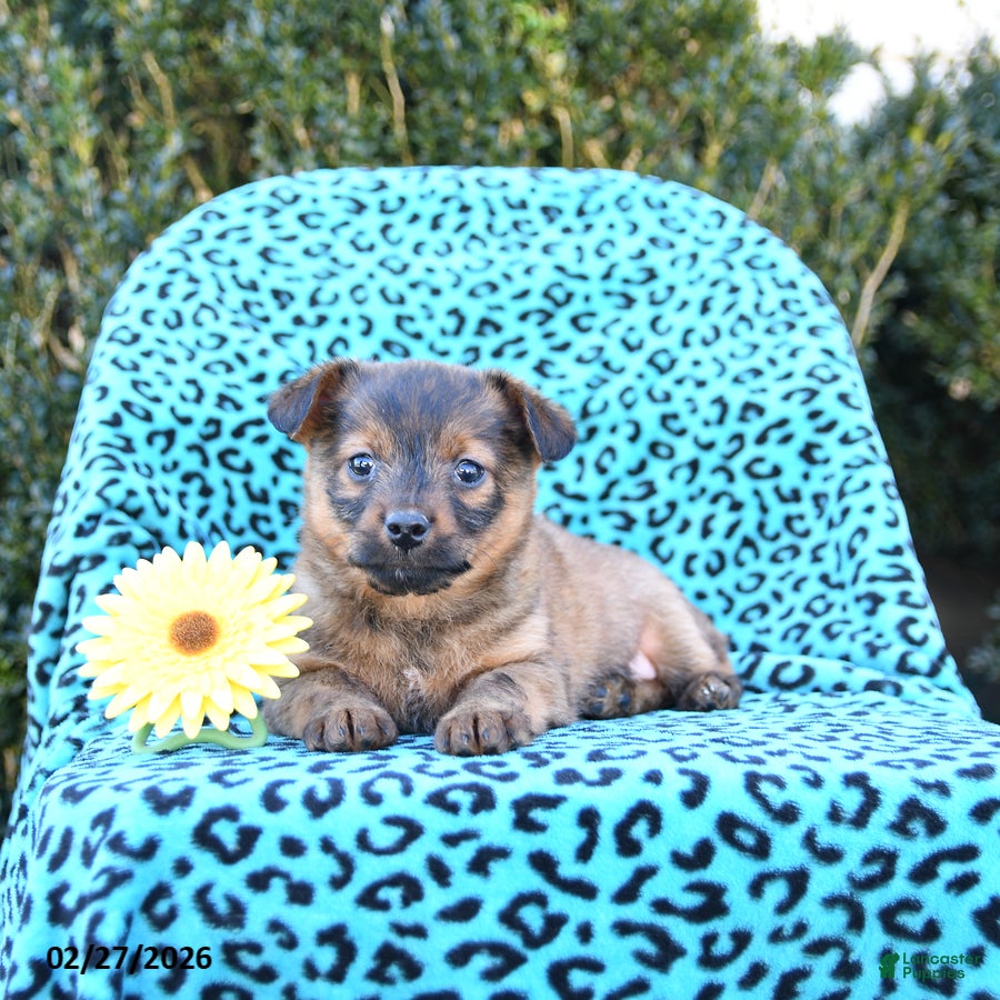 Mixed Breed dogs Layla - Ad 1