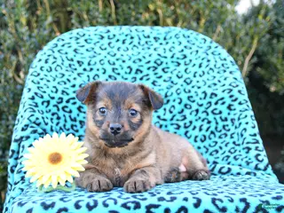 Mixed Breed dogs for sale: Layla - Ad 2