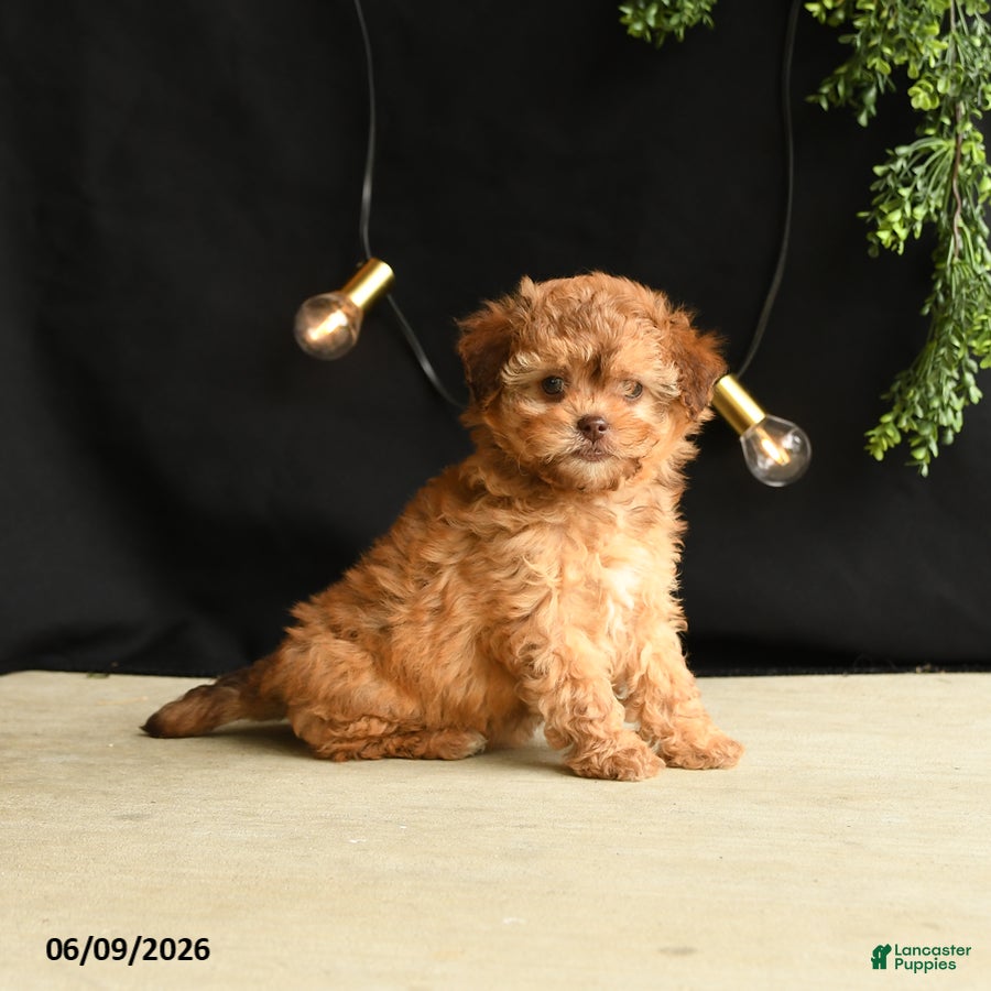 Mixed Breed dogs Foxy Loxy - Ad 1