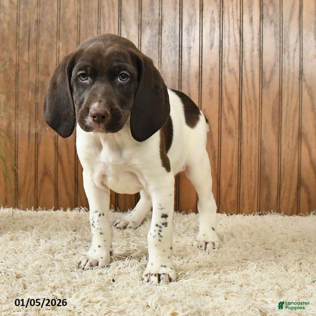 Mixed Breed dogs for sale: Gracie - Ad 5