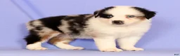 Miniature Australian Shepherd dogs for sale: Darnel - Ad 2
