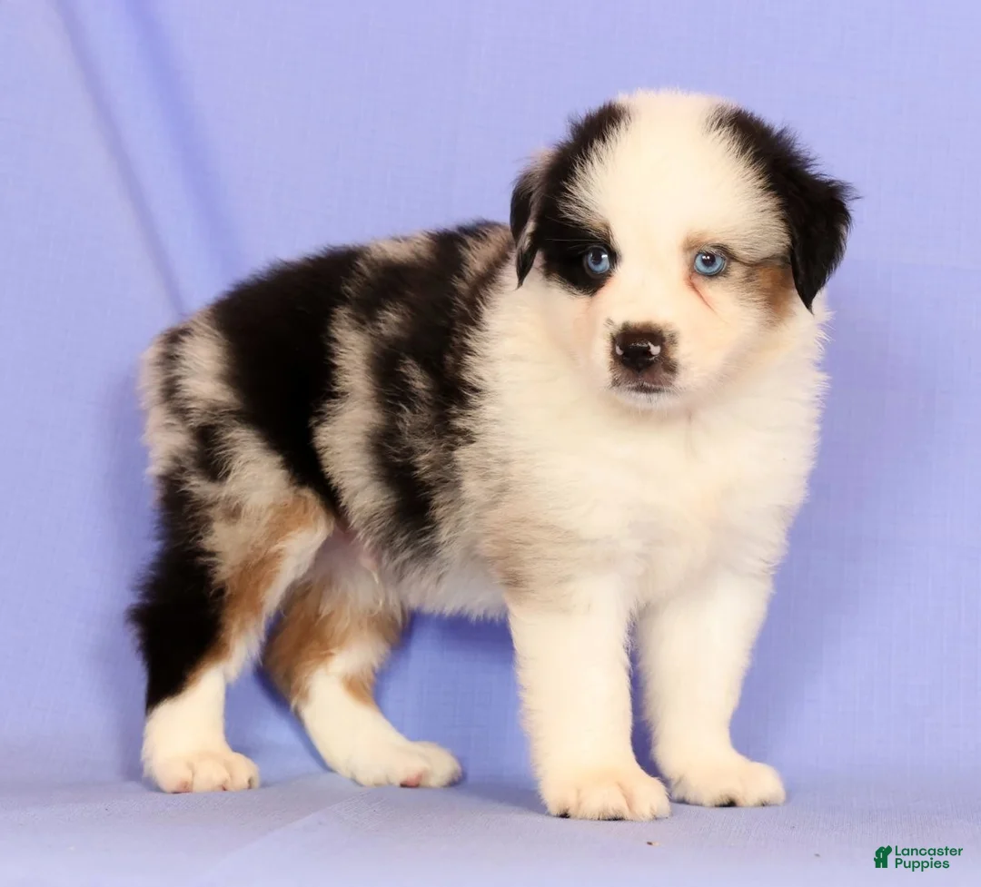 Miniature Australian Shepherd dogs for sale: Darnel - Ad 2