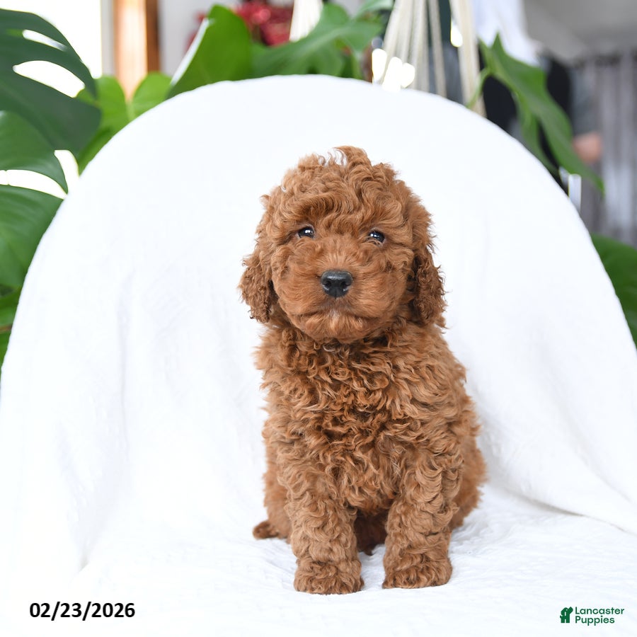 Mini Goldendoodle dogs Tag - Ad 1