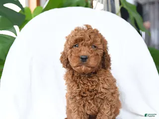 Mini Goldendoodle dogs for sale: Tag - Ad 3