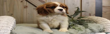 Charlie