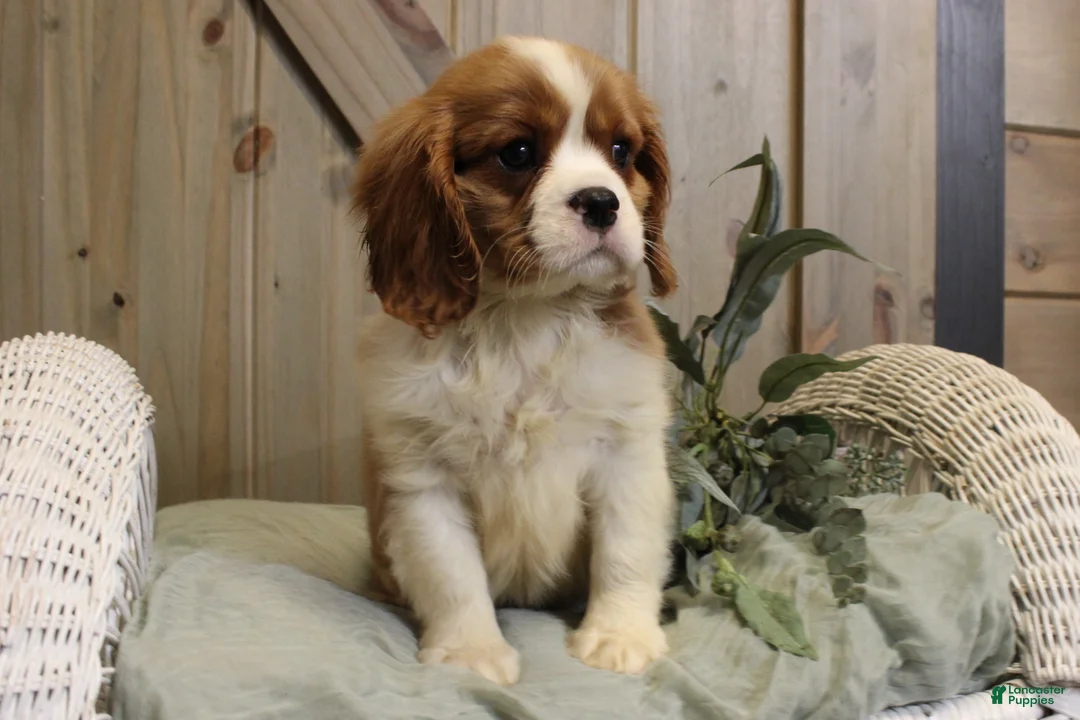 Cavalier King Charles Spaniel dogs for sale: Charlie - Ad 1