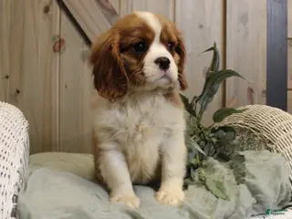 Cavalier King Charles Spaniel dogs for sale: Charlie - Ad 2