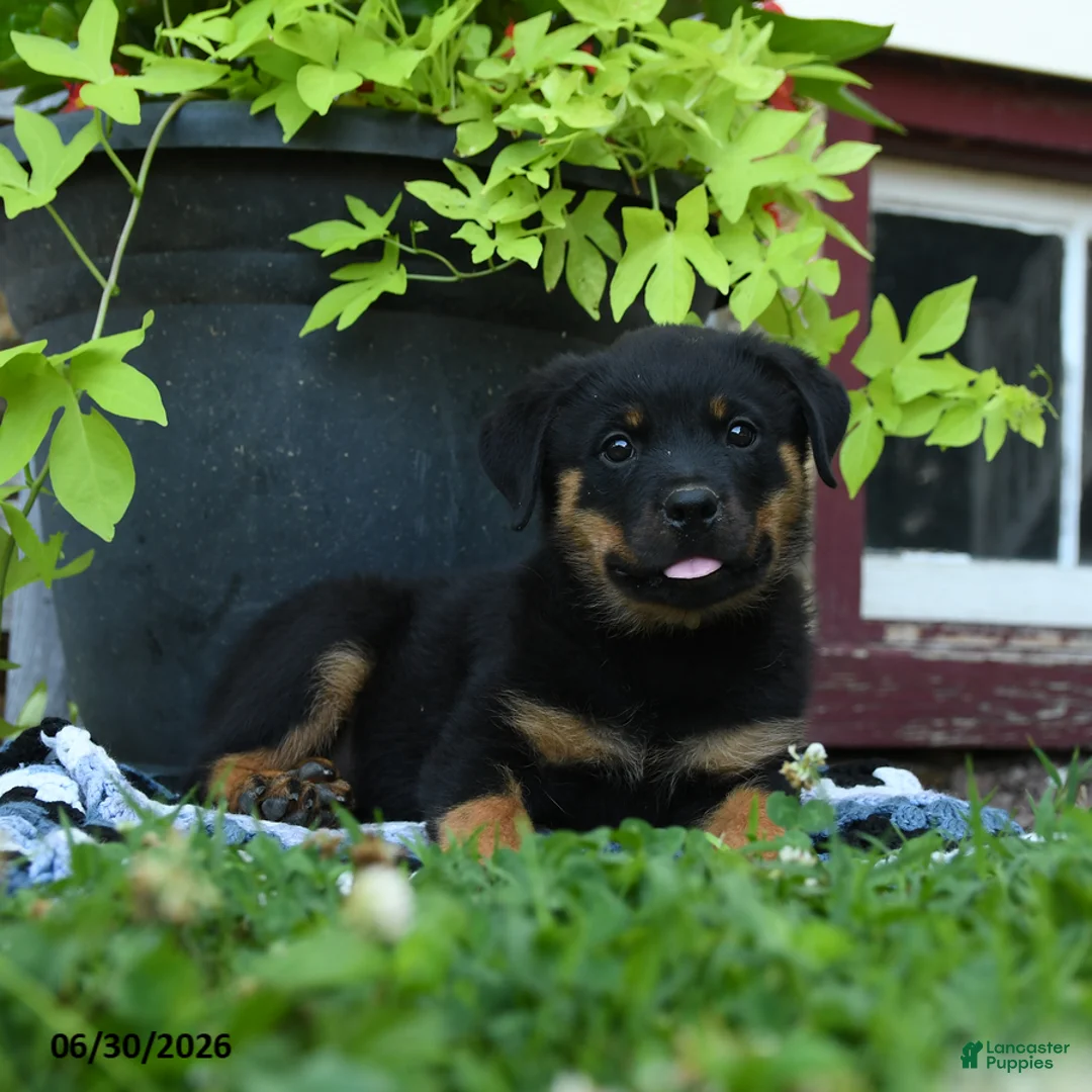 Rottweiler dogs for sale: Janie - Ad 1
