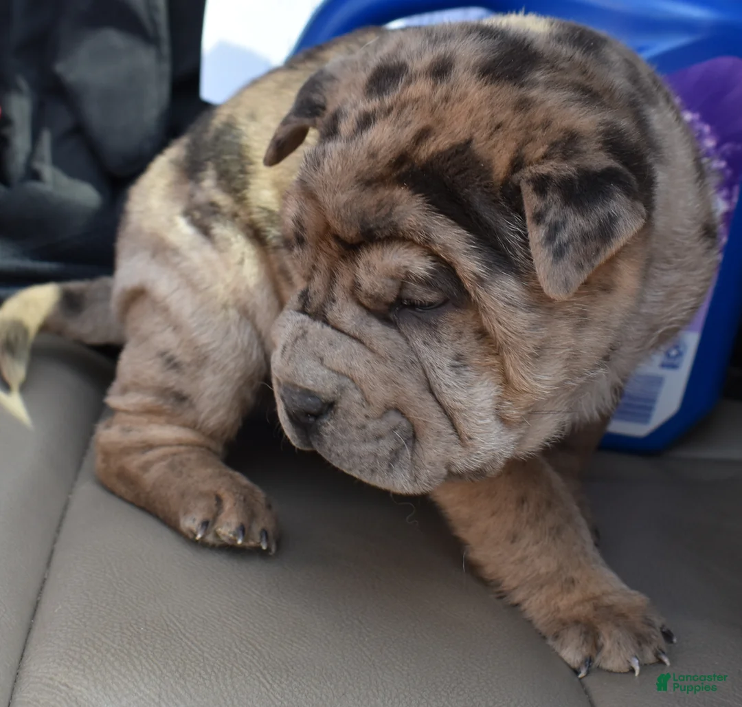 Shar Pei dogs for sale: Shar Pei Puppy 3 - Ad 2