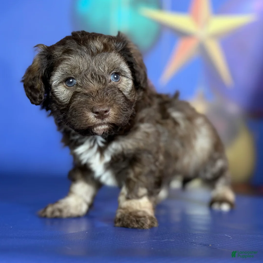Schnoodle dogs for sale: Blitzen - Ad 3