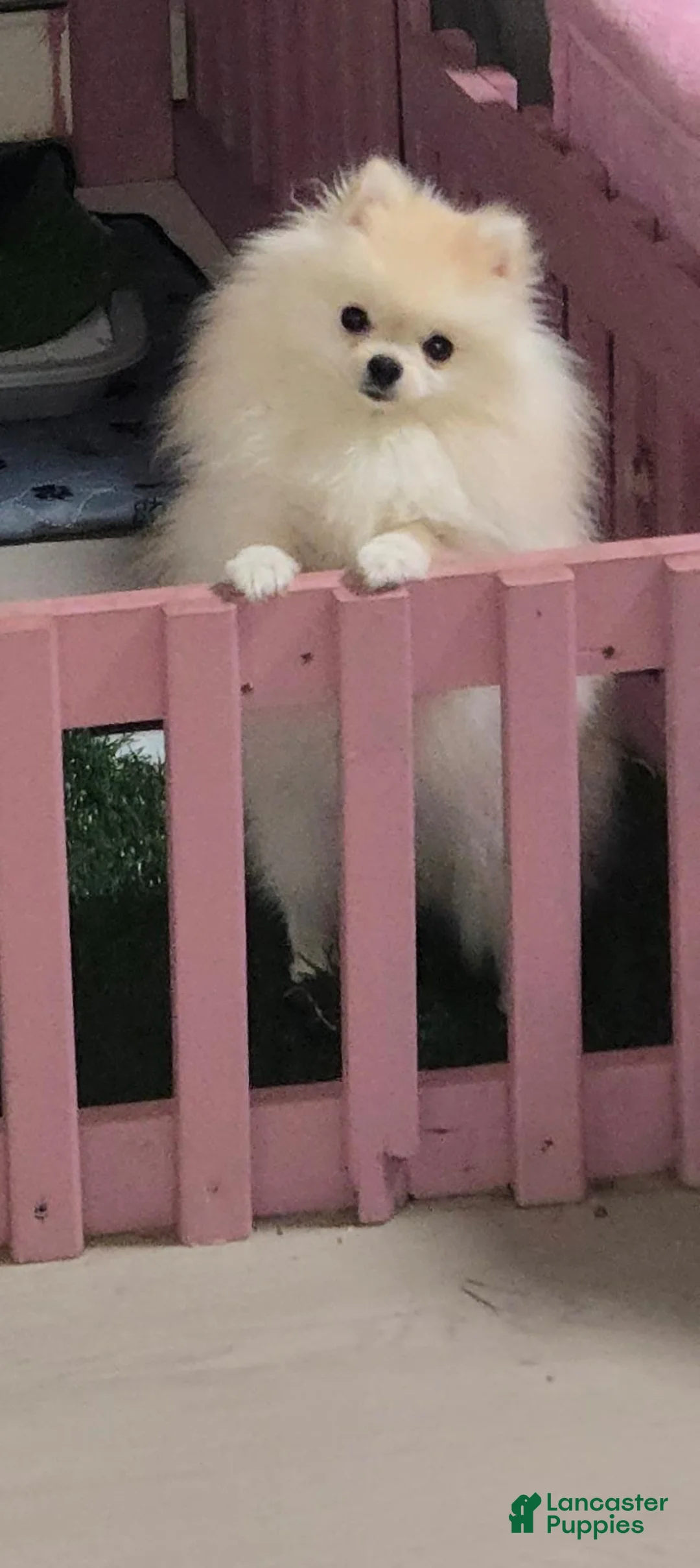 Pomeranian dogs for sale: FIONA - Ad 2