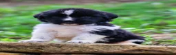 Newfoundland dogs for sale: Rosalina - Ad 9