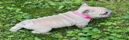 French Bulldog dogs for sale: Aster - Ad 5
