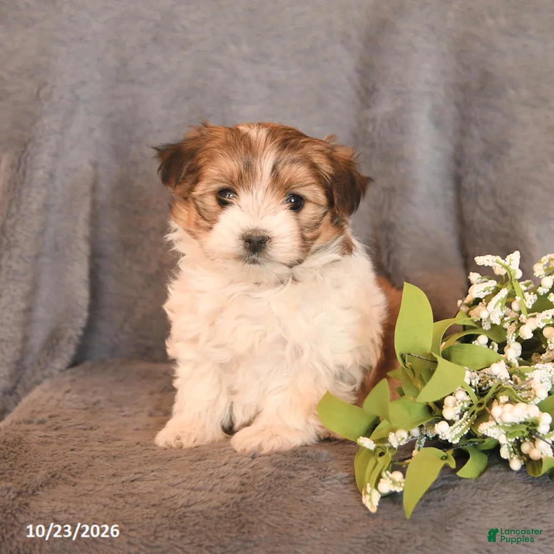 Morkie dogs for sale: Stella - Ad 2