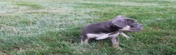 French Bulldog dogs for sale: Dick - Ad 3