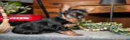 Yorkshire Terrier dogs for sale: Opal - Ad 3