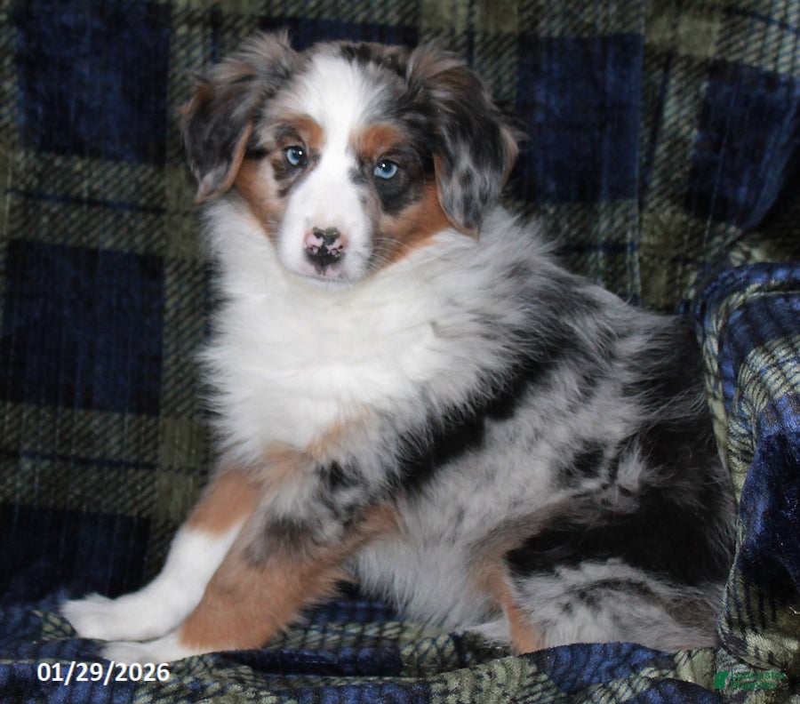 Miniature Australian Shepherd dogs Annie - Ad 1
