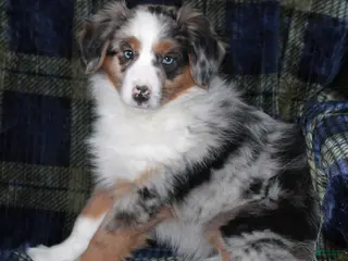 Miniature Australian Shepherd dogs Annie - Ad 1