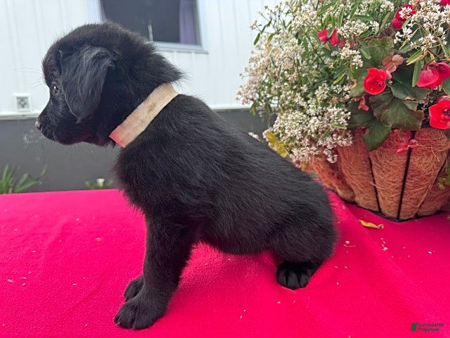 Mixed Breed dogs Twinkie - Ad 2