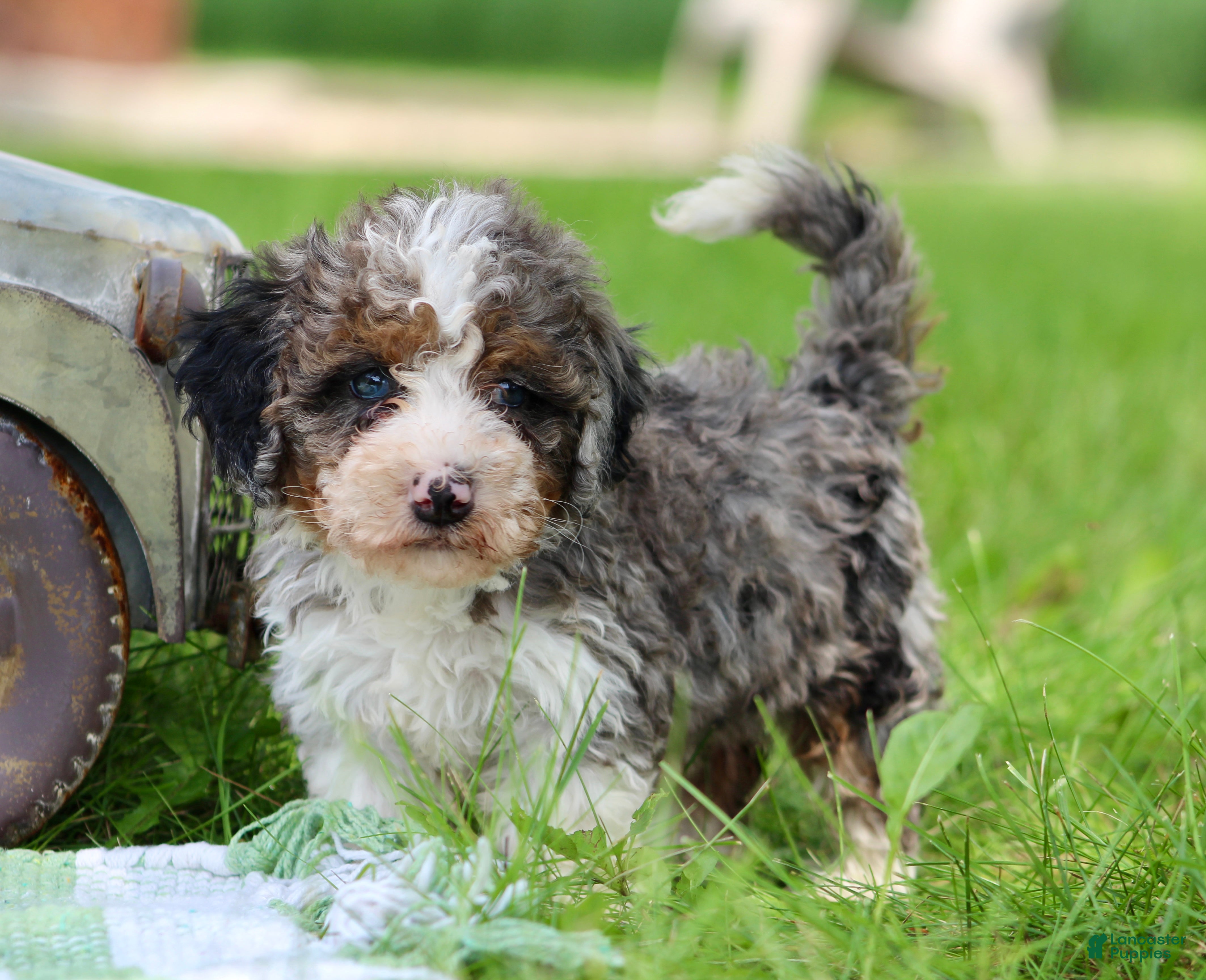 Mini Bernedoodle dogs Sunny  - Ad 1
