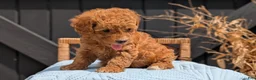 Havapoo dogs for sale: Macy - Ad 4