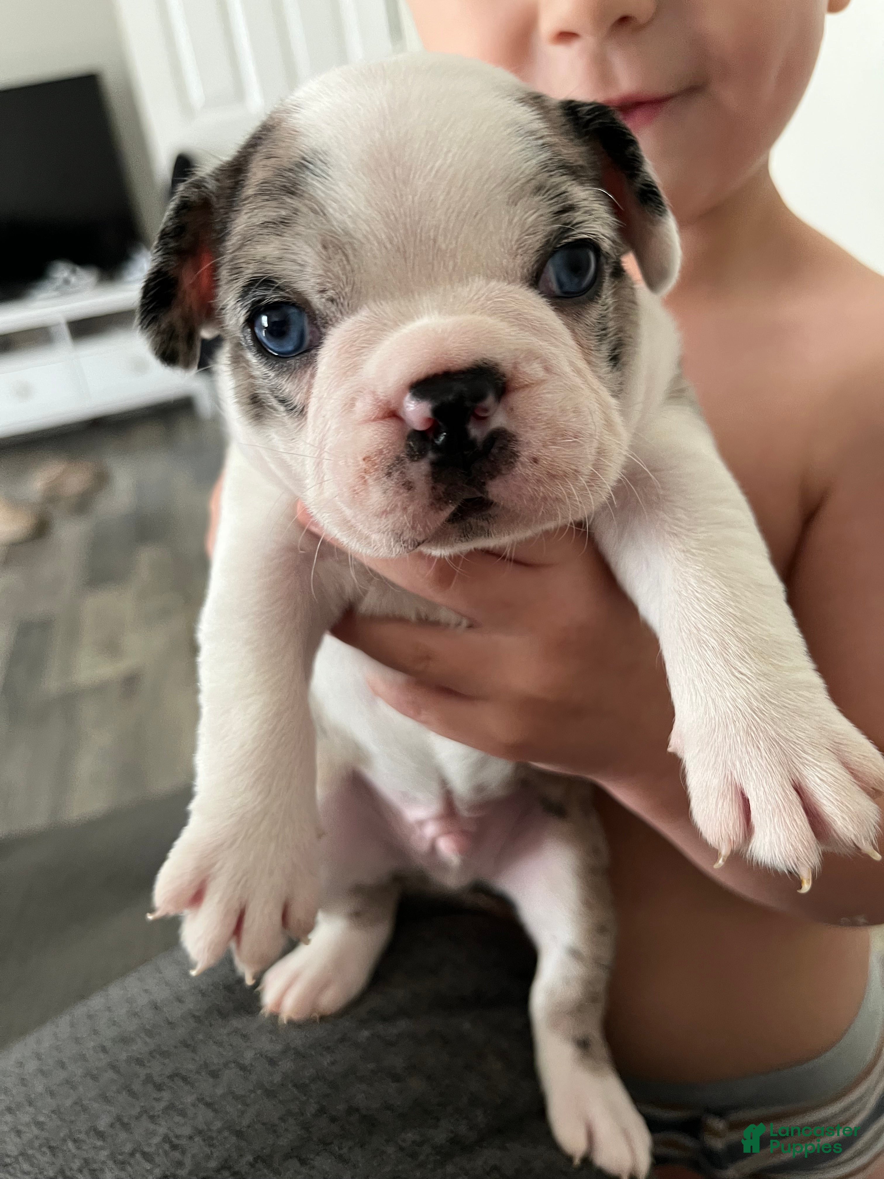 Frenchton dogs Frenchton Puppy 2 - Ad 33