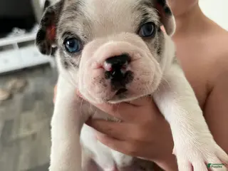 Frenchton dogs Frenchton Puppy 2 - Ad 33