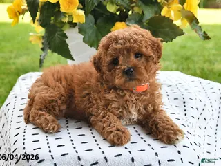 Mini Goldendoodle dogs for sale: Skye - Ad 1